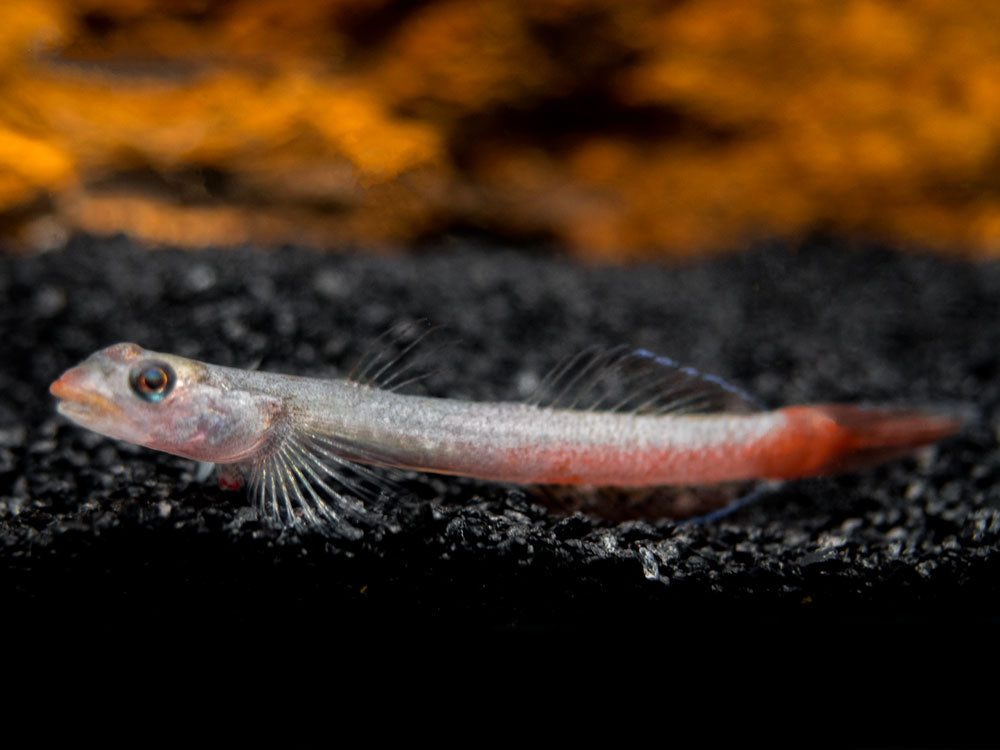 Red Lipstick Sicyopus Goby (Sicyopus rubicundus)