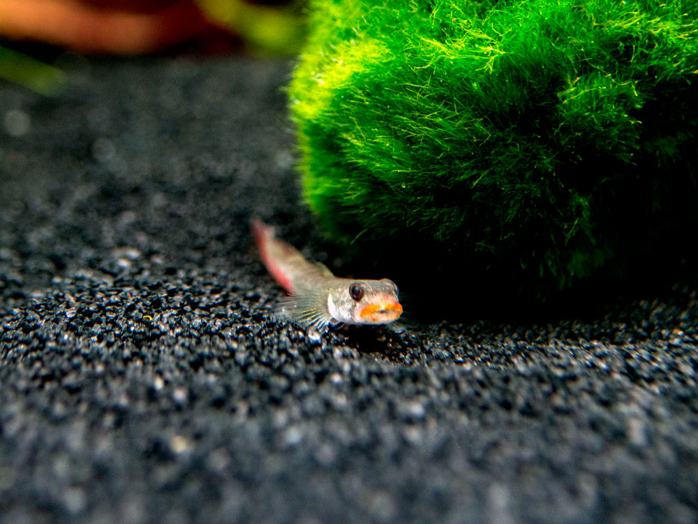 Red Lipstick Sicyopus Goby (Sicyopus rubicundus)