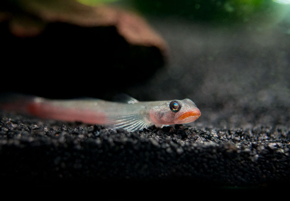 Red Lipstick Sicyopus Goby (Sicyopus rubicundus)