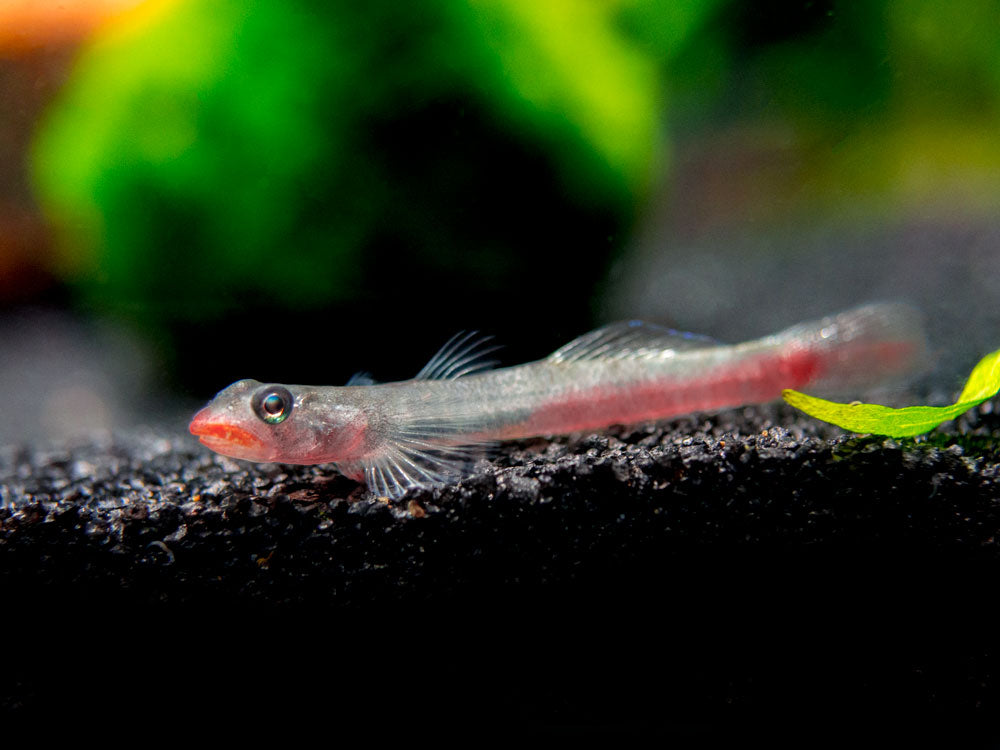 Red Lipstick Sicyopus Goby (Sicyopus rubicundus)