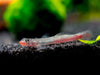 Red Lipstick Sicyopus Goby (Sicyopus rubicundus)