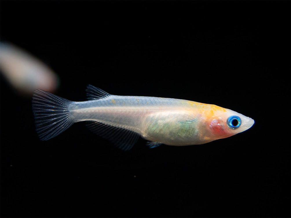 Red Cap Medaka Ricefish aka Japanese Ricefish/Killifish (Oryzias latipes "Red Cap") - Tank-Bred!