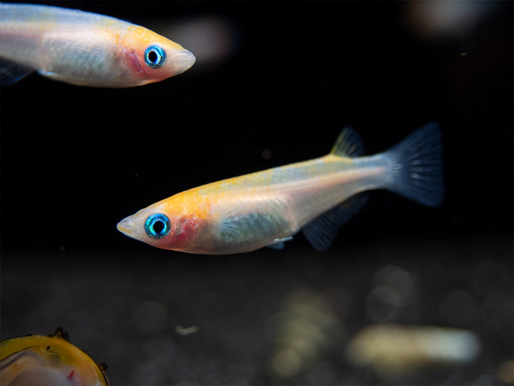 Red Cap Medaka Ricefish aka Japanese Ricefish/Killifish (Oryzias latipes "Red Cap") - Tank-Bred!