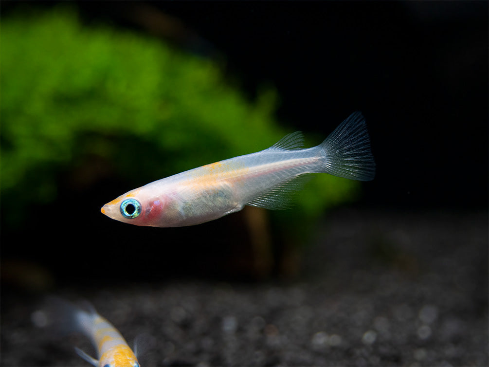 Red Cap Medaka Ricefish aka Japanese Ricefish/Killifish (Oryzias latipes "Red Cap") - Tank-Bred!