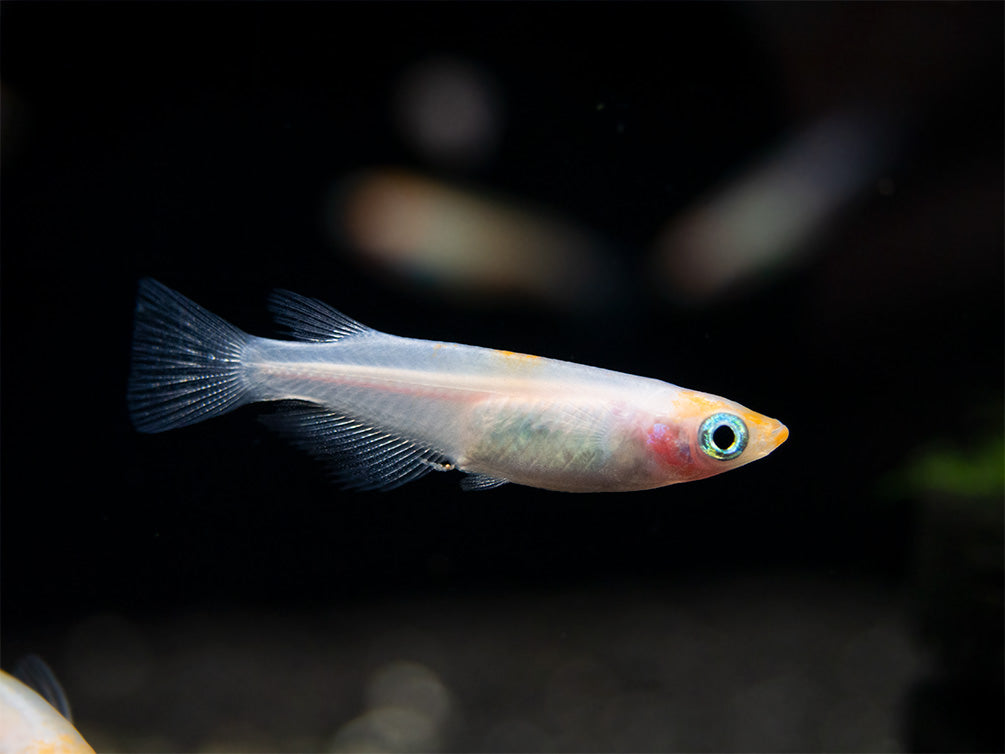 Red Cap Medaka Ricefish aka Japanese Ricefish/Killifish (Oryzias latipes "Red Cap") - Tank-Bred!