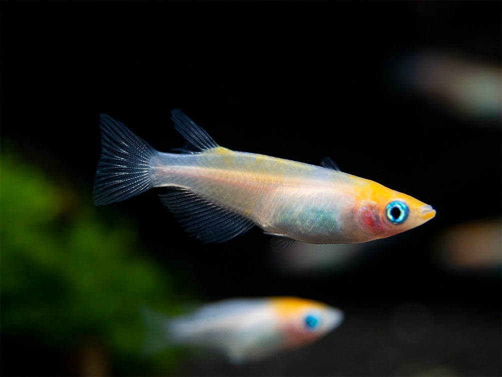 Red Cap Medaka Ricefish aka Japanese Ricefish/Killifish (Oryzias latipes "Red Cap") - Tank-Bred!