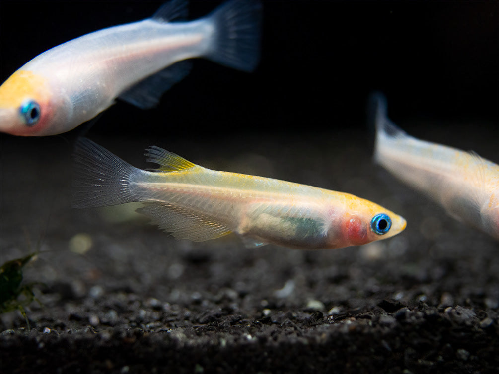 Red Cap Medaka Ricefish aka Japanese Ricefish/Killifish (Oryzias latipes "Red Cap") - Tank-Bred!