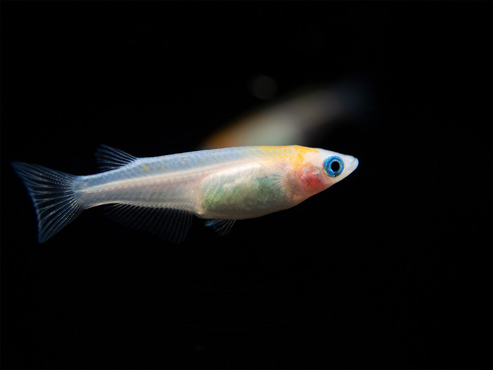 Red Cap Medaka Ricefish aka Japanese Ricefish/Killifish (Oryzias latipes "Red Cap") - Tank-Bred!