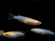 Red Cap Medaka Ricefish aka Japanese Ricefish/Killifish (Oryzias latipes "Red Cap") - Tank-Bred!