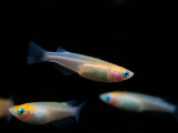 Red Cap Medaka Ricefish aka Japanese Ricefish/Killifish (Oryzias latipes 