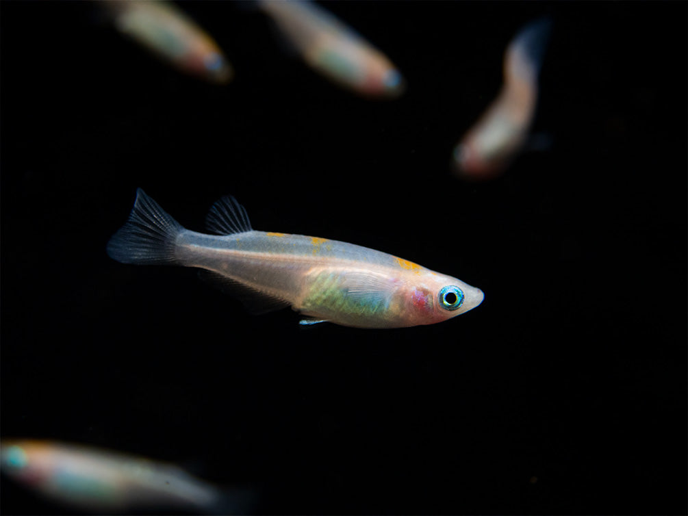 Red Cap Medaka Ricefish aka Japanese Ricefish/Killifish (Oryzias latipes "Red Cap") - Tank-Bred!