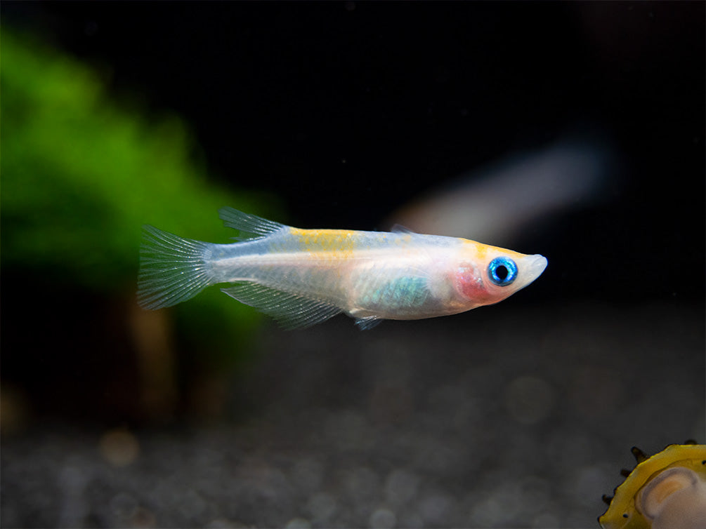 Red Cap Medaka Ricefish aka Japanese Ricefish/Killifish (Oryzias latipes "Red Cap") - Tank-Bred!