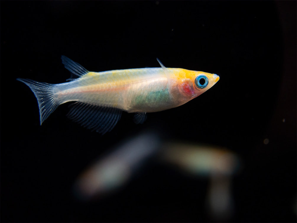 Red Cap Medaka Ricefish aka Japanese Ricefish/Killifish (Oryzias latipes "Red Cap") - Tank-Bred!