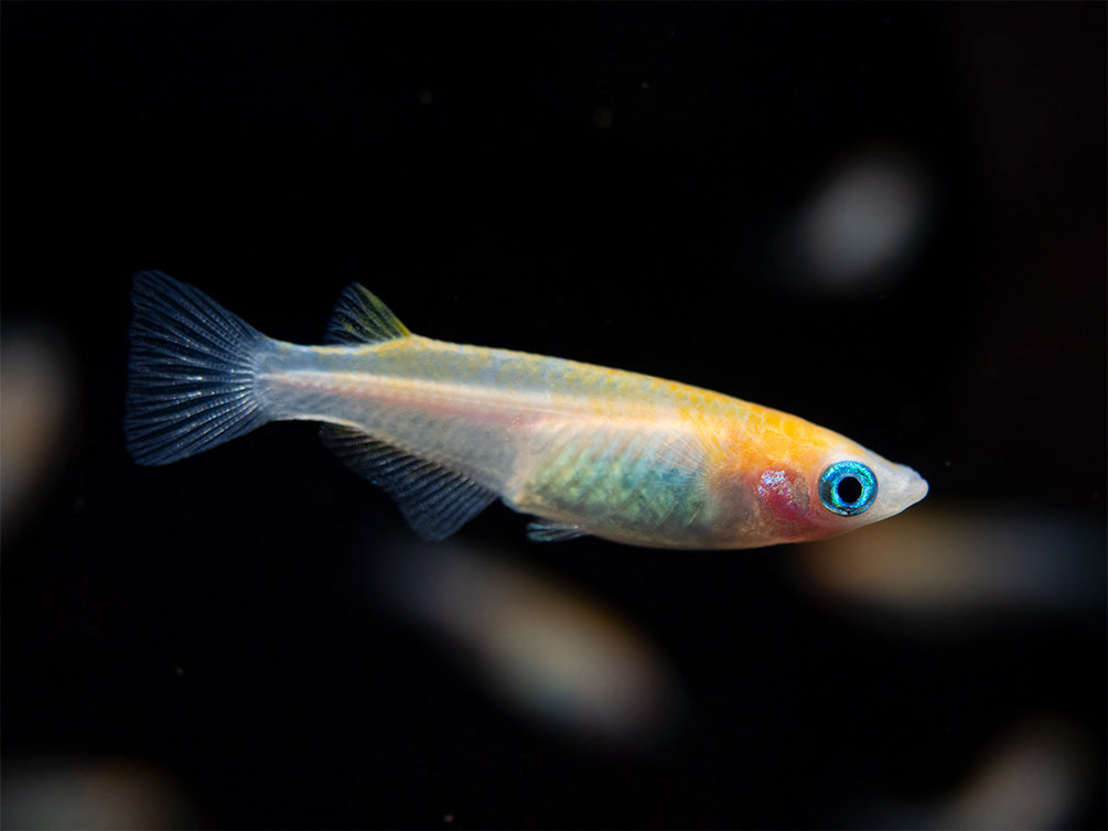 Red Cap Medaka Ricefish aka Japanese Ricefish/Killifish (Oryzias latipes "Red Cap") - Tank-Bred!