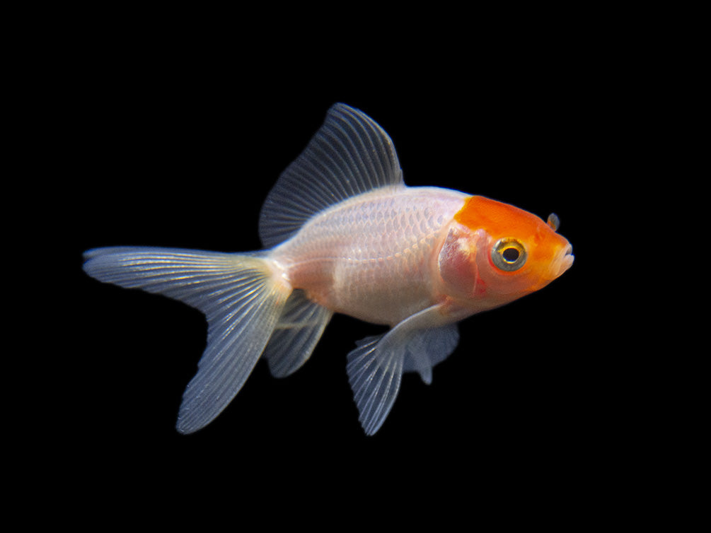 Red Cap Oranda Goldfish (Carassius auratus), Tank-Bred