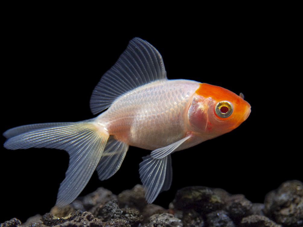 Red Cap Oranda Goldfish (Carassius auratus), Tank-Bred