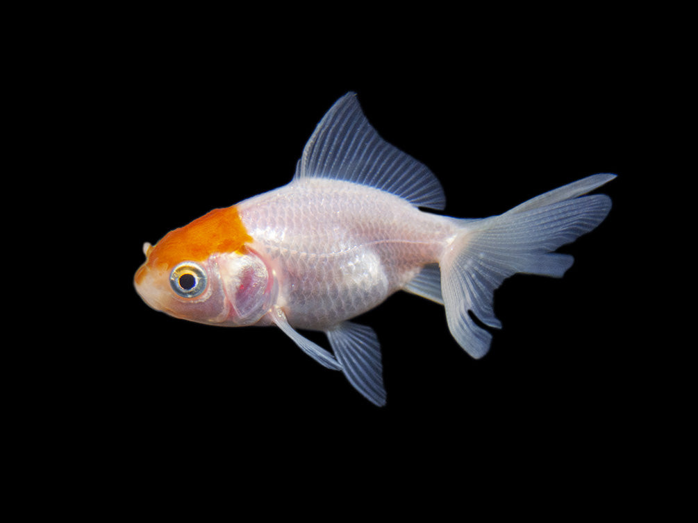 Red Cap Oranda Goldfish (Carassius auratus), Tank-Bred