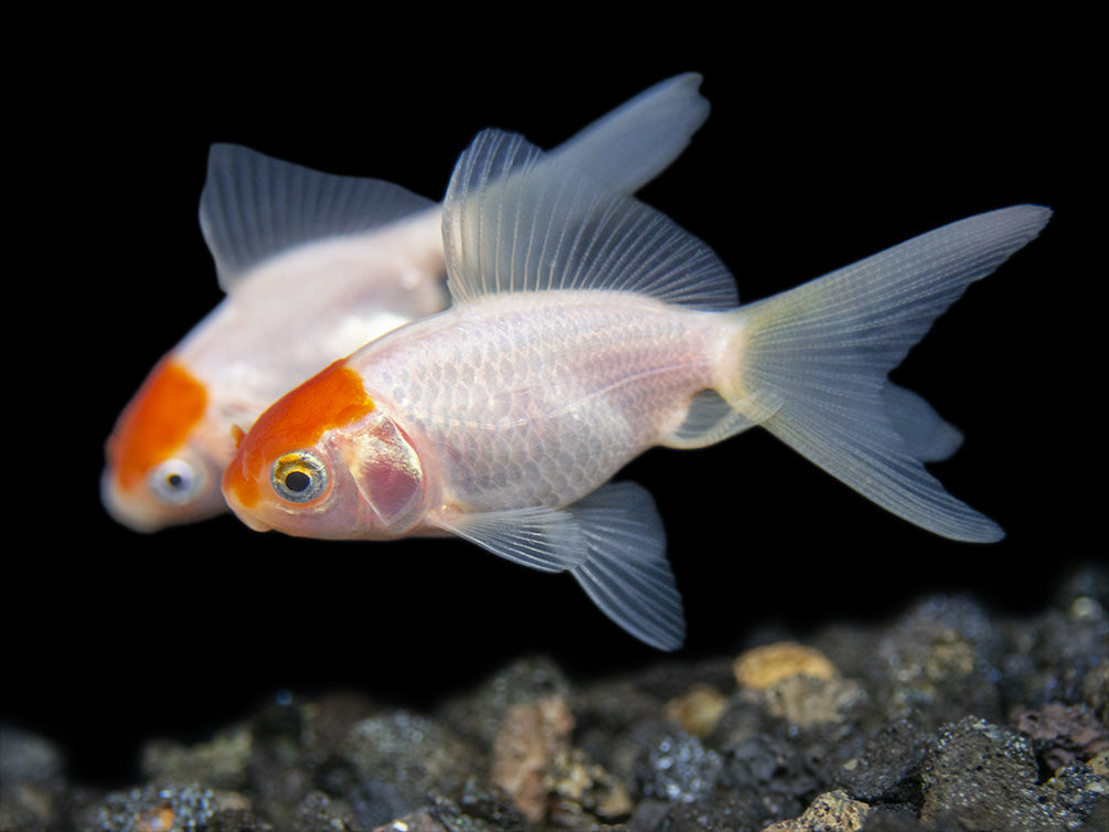 Red Cap Oranda Goldfish (Carassius auratus), Tank-Bred