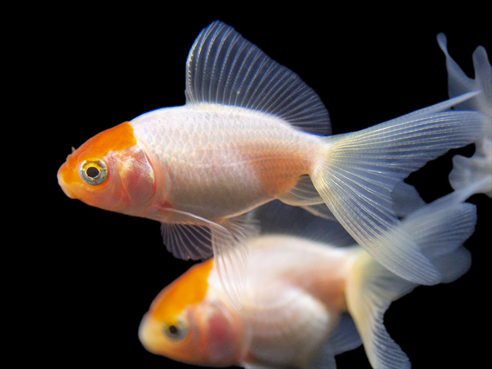 Red Cap Oranda Goldfish (Carassius auratus), Tank-Bred