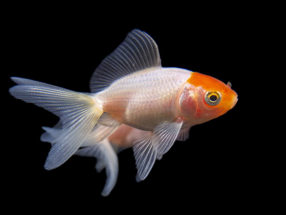 Red Cap Oranda Goldfish (Carassius auratus), Tank-Bred