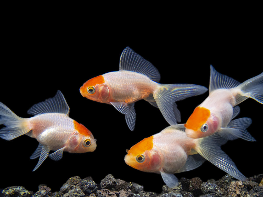 Red Cap Oranda Goldfish (Carassius auratus), Tank-Bred