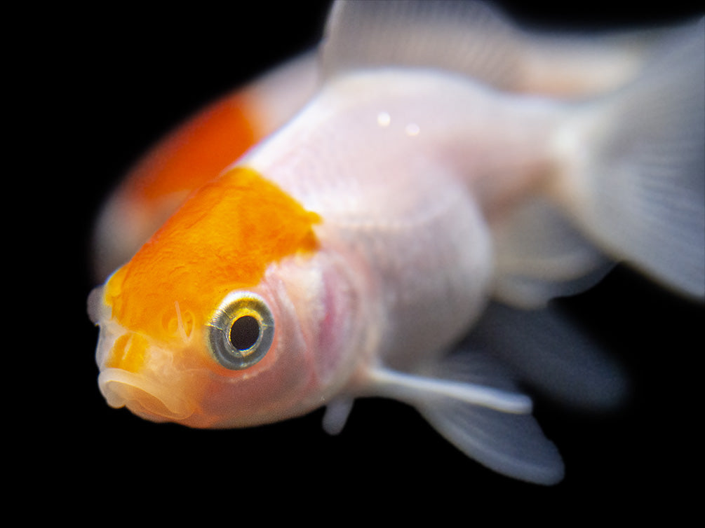 Red Cap Oranda Goldfish (Carassius auratus), Tank-Bred