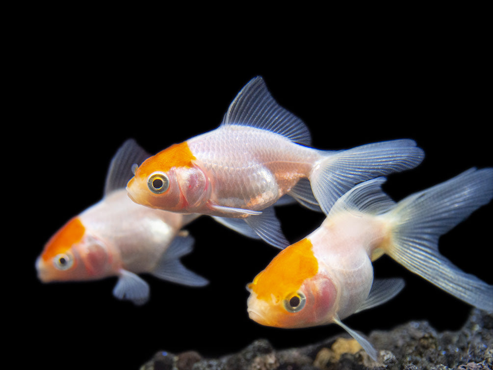 Red Cap Oranda Goldfish (Carassius auratus), Tank-Bred