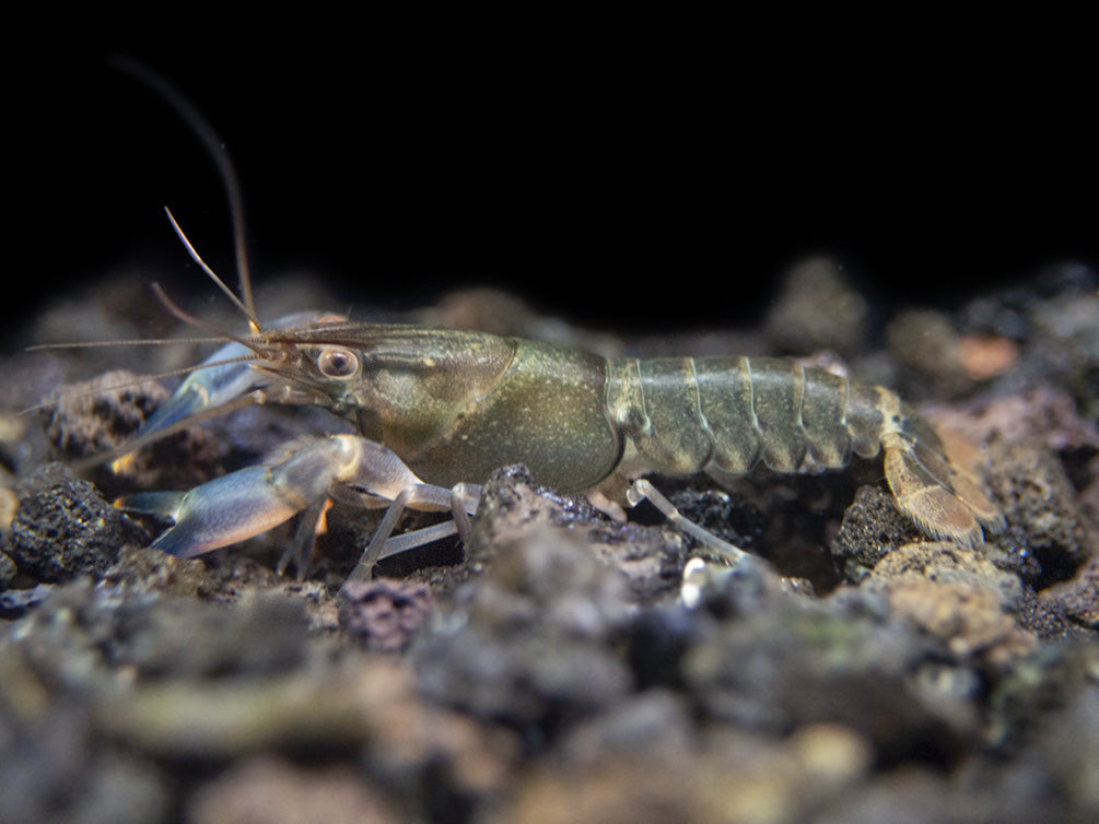 Red Cheek Crayfish (Cherax boesemani)