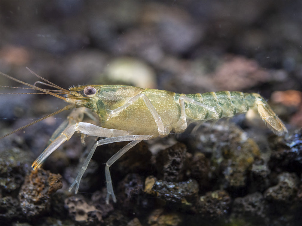 Red Cheek Crayfish (Cherax boesemani)