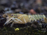 Red Cheek Crayfish (Cherax boesemani)