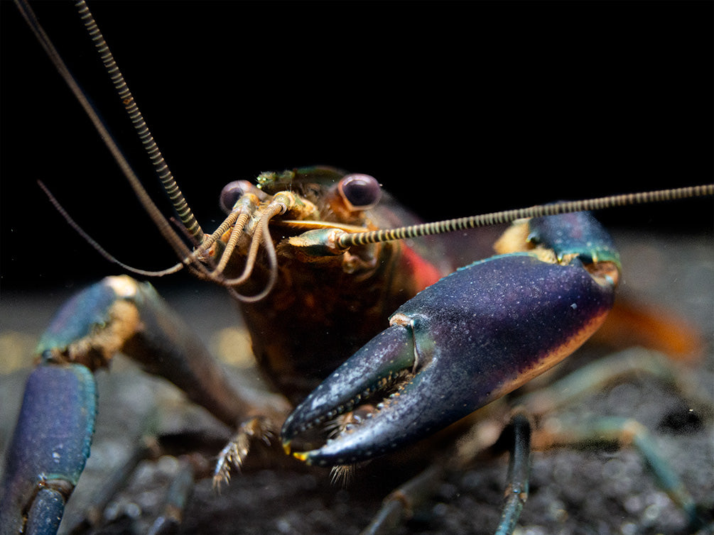 Red Cheek Crayfish (Cherax boesemani)