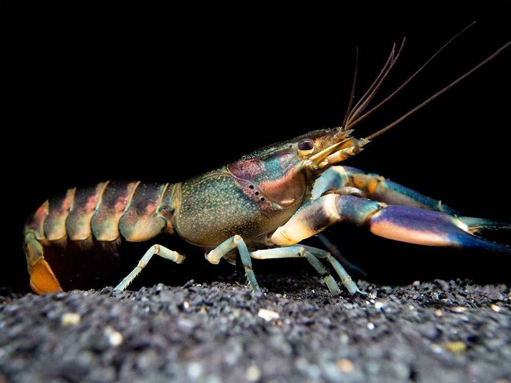 Red Cheek Crayfish (Cherax boesemani)