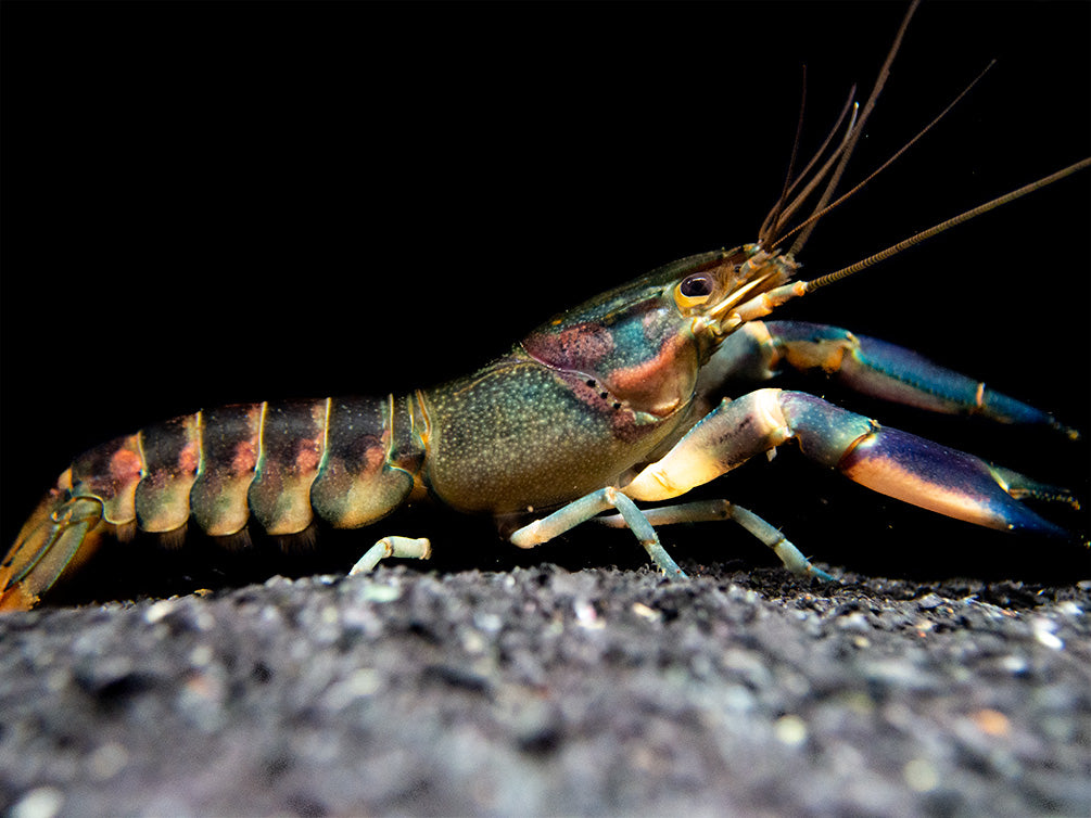 Red Cheek Crayfish (Cherax boesemani)