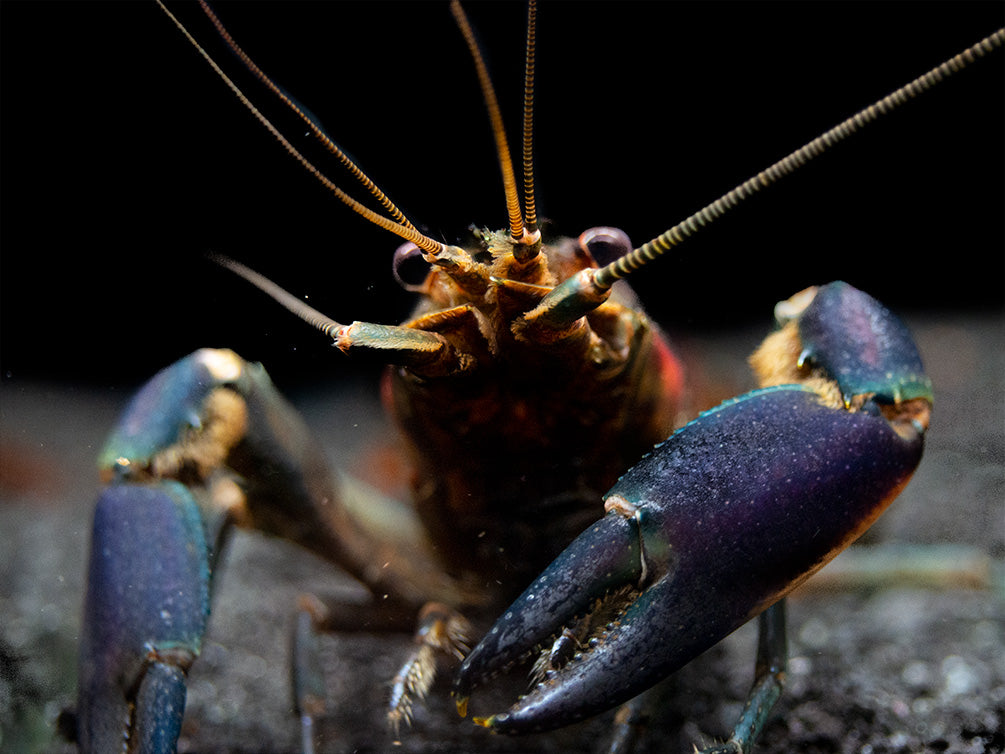 Red Cheek Crayfish (Cherax boesemani)