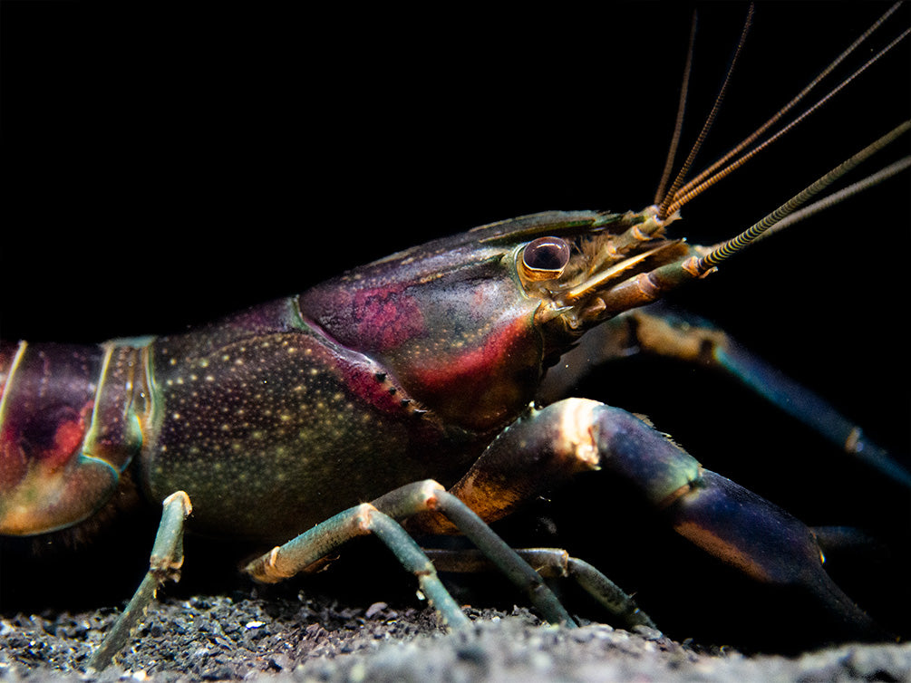 Red Cheek Crayfish (Cherax boesemani)