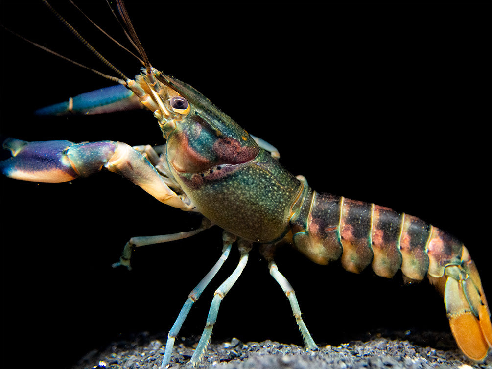 Red Cheek Crayfish (Cherax boesemani)