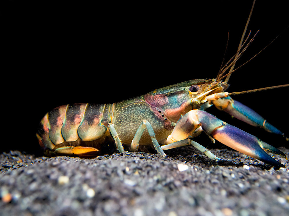 Red Cheek Crayfish (Cherax boesemani)