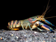 Red Cheek Crayfish (Cherax boesemani)