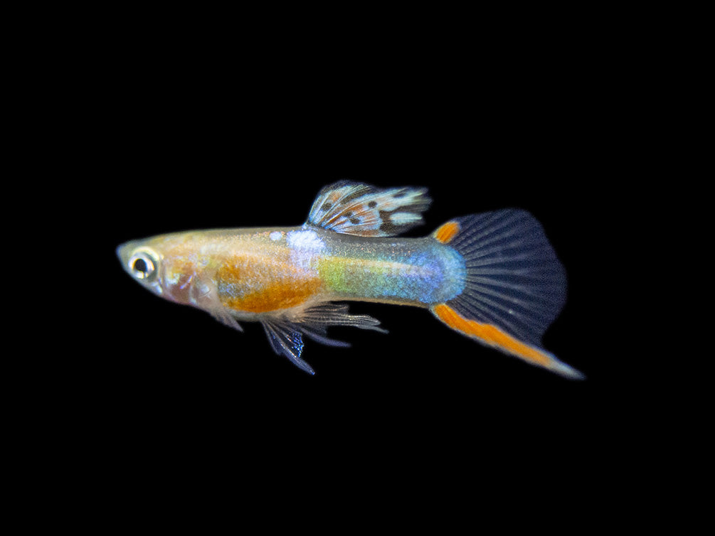 Red Chest Endler’s Livebearer (Poecilia wingei), Tank-Bred