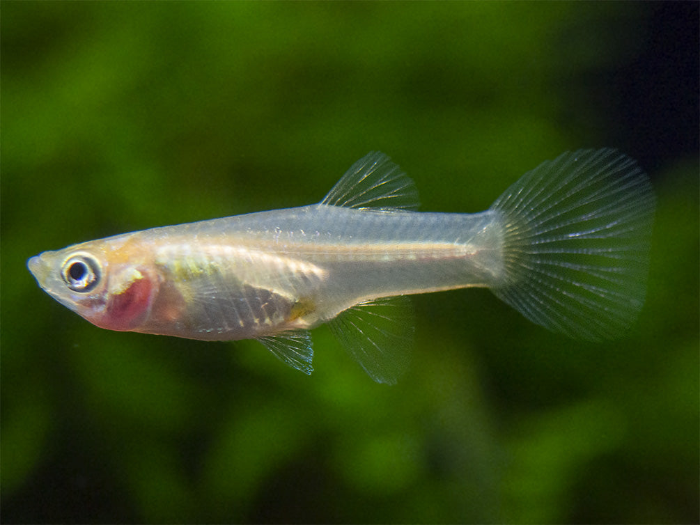 Red Chest Endler’s Livebearer (Poecilia wingei), Tank-Bred