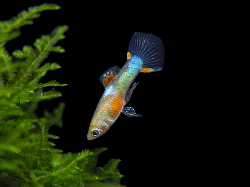 Red Chest Endler’s Livebearer (Poecilia wingei), Tank-Bred