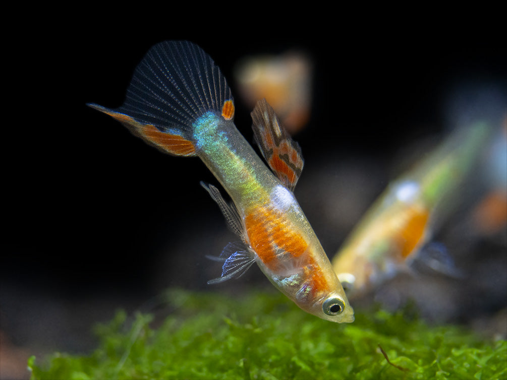 Red Chest Endler’s Livebearer (Poecilia wingei), Tank-Bred