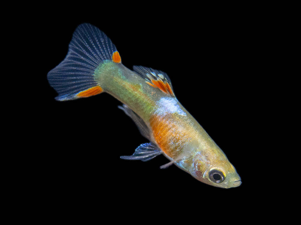 Red Chest Endler’s Livebearer (Poecilia wingei), Tank-Bred