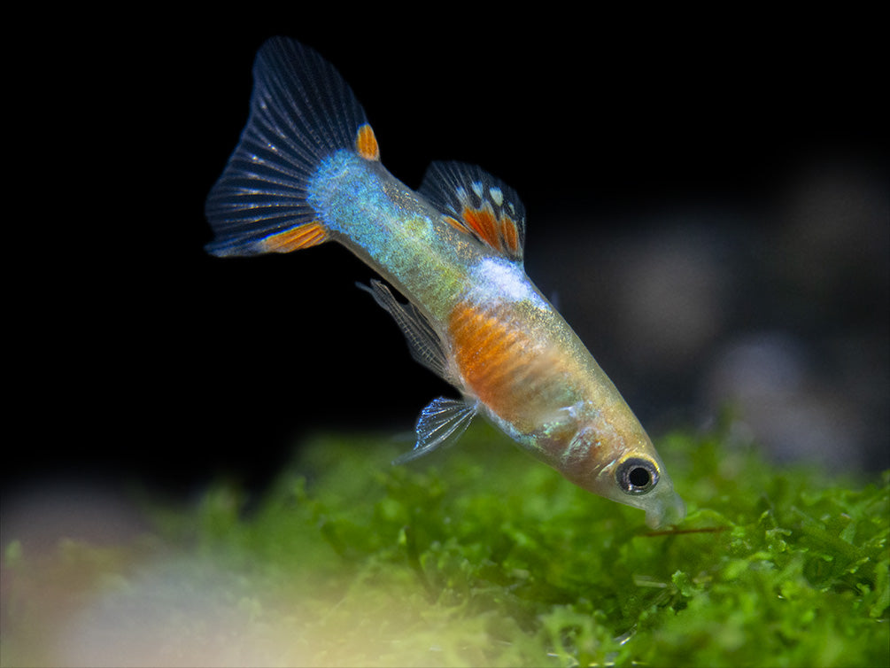 Red Chest Endler’s Livebearer (Poecilia wingei), Tank-Bred