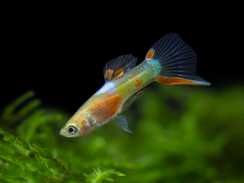 Red Chest Endler’s Livebearer (Poecilia wingei), Tank-Bred