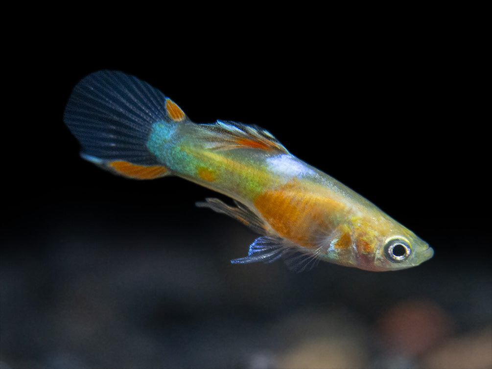 Red Chest Endler’s Livebearer (Poecilia wingei), Tank-Bred