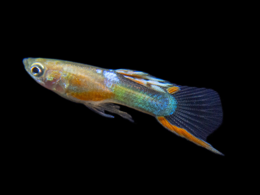 Red Chest Endler’s Livebearer (Poecilia wingei), Tank-Bred