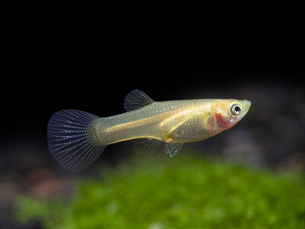 Red Chest Endler’s Livebearer (Poecilia wingei), Tank-Bred