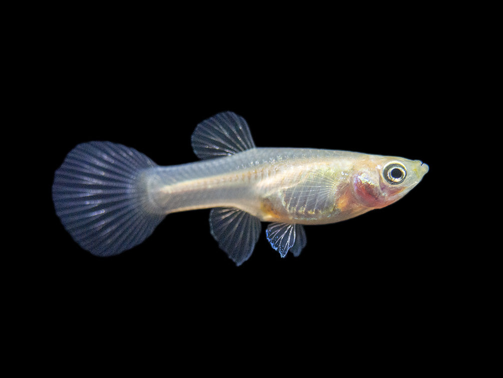 Red Chest Endler’s Livebearer (Poecilia wingei), Tank-Bred