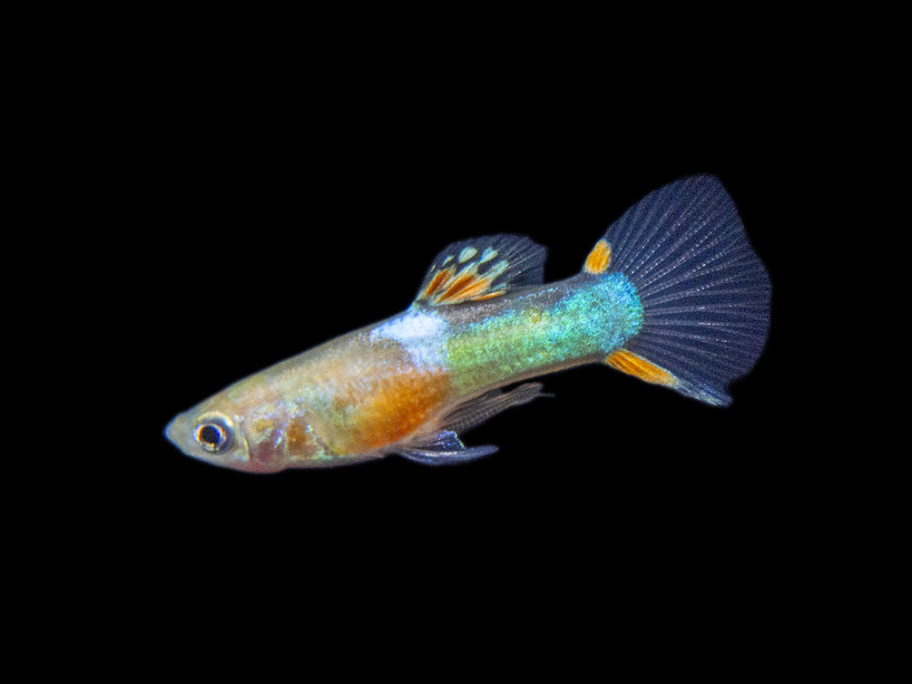 Red Chest Endler’s Livebearer (Poecilia wingei), Tank-Bred